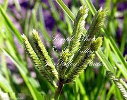 Image result for Eleusine africana