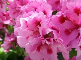 Gorgeous And Frilly Geranium Martha Washington Geranium Geraniums Geranium Plant
