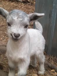 Baby Goat Eating Cute Animals Baby Animals Pictures Cute Baby Animals