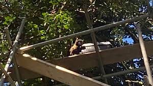 Cartoon illustration firefighters are trying to get a cat from a tree. Cat Stuck In Tredegar Tree Resists Rescue Efforts Bbc News