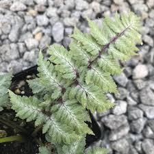 Image result for Isopyrum nipponicum
