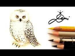 Schnee Eule Hedwig Zeichnen Vogel Malen How To Draw A Snowy Owl Kak Se Risuva Byala Sova Heduig Youtube Verwunschen bedeutet so etwas wie verflucht. schnee eule hedwig zeichnen vogel
