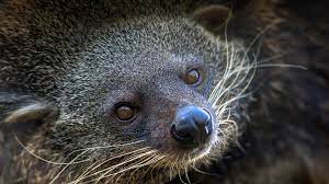 1 history 1.1 the tree of life 1.2 the river of patience 1.3 little old ginterbong 1.4 poa the destroyer 2 trivia 3 navigation when bunga causes a rockslide in the mountain pass (due to his obsession of honey), rani, surak, and. Binturong San Diego Zoo Animals Plants