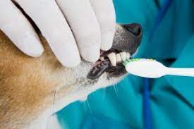 Are there dentist for dogs? Pet Dental Services In Knoxville Tn Rocky Hill Animal Hospital