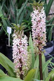 Image result for Eucomis zambesiaca