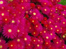 Maybe you would like to learn more about one of these? Hot Pink Flowers Wallpaper 1600x1200 23170