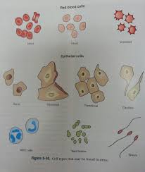 Urinalysis Review Medical Lab Technician Medical Laboratory Science Vet Medicine