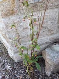 Image result for Crassocephalum radiatum