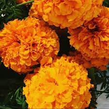 Aster, rose, tiger lily, dahlia, marigold, calendula, camomile. Orange Marigolds Wholesale Flowers Orange Flowers Flowers