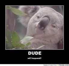 Koalas Meme Google Search Koala Meme Koala Koala Bear