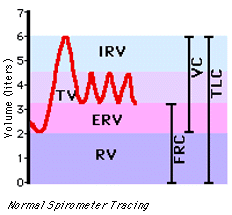 Image result for Vital Capacity