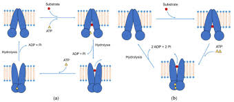 Image result for P-Glycoprotein