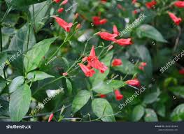 Image result for Ruellia brevifolia