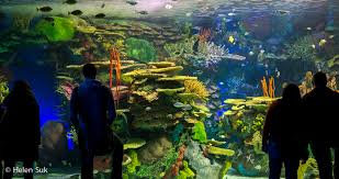 Ripley'S Aquarium Of Canada - Toronto Travel Tips And Review