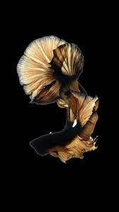 Betta Fish 236 Fish Drawings Betta Fish Types Fish Wallpaper