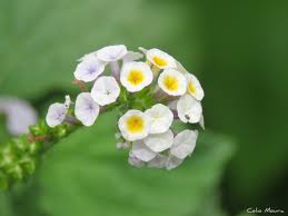 Image result for Heliotropium lineare