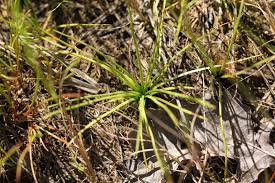 Image result for Isoetes welwitschii