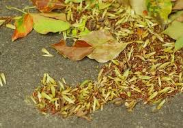 いくつ知ってる 緑もえる季節にそっと葉を落とす 日本の常緑樹 常磐木 キナリノ