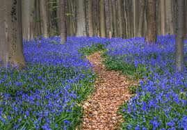 Visiting the hallerbos is a bucket list item! Mybestplace Hallerbos The Enchanted Forest That Turns Blue