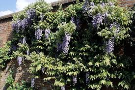 This plant features clusters of small white flowers that bloom june through july and produce a sweet fragrance. Climbers And Wall Shrubs For Shade Rhs Gardening