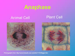 Check spelling or type a new query. The Cell Cycle And Cell Division Ppt Video Online Download
