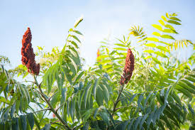 Berries were frequently eaten raw but also made into a refreshing lemonade. Everything You Ever Wanted To Know About Sumac But Were Afraid To Ask Edible East End