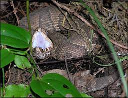 Florida Cottonmouth A Very Dangerous Heavy Bodied Venomous Snake Read About The Very Close Call That I Had With One Of Thes Snake Venom Reptiles Dangerous