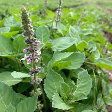 Image result for Ocimum angustifolium