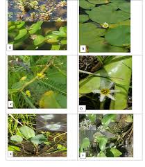 Image result for Butomopsis latifolia