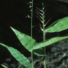 Image result for Oplismenus undulatifolius