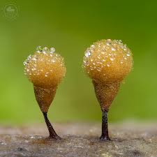 Image result for Nicolasia stenoptera