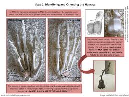 Image result for Hamate Bone