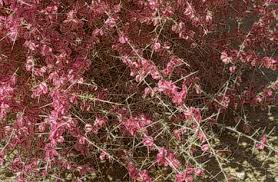 Image result for Phaeoptilum spinosum