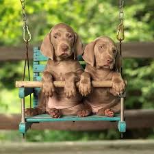 twitter 犬 動物