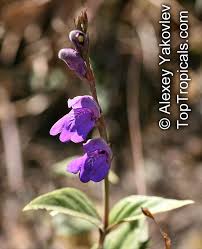 Image result for Justicia odora