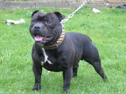 Presentazione del proprio allevamento e indirizzi degli allevamenti italiani di staffordshire bull terrier.sottosezione ricerca del cucciolo: American Staffordshire Terrier Razza Descrizione Carattere Cuccioli Foto Prezzo