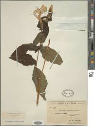 Image result for Barleria crossandriformis