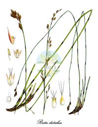 Image result for Restionaceae