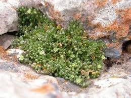 Image result for Polycarpon