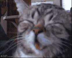 Share a gif and browse these related gif searches. Cat Love Gifs Get The Best Gif On Giphy