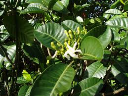 Image result for Tabernaemontana crassa