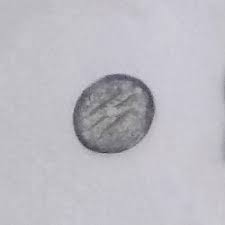 Image result for Ecbolium clarkei