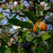 Ist es schon zeit obstbäume zu pflanzen? Apfelbaume Bluhen Im Herbst Warum Biebertal