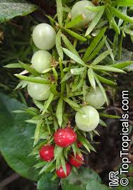 Image result for Asparagus radiatus