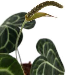 Plant anthurium papillilaminum free phytosanitary certificate Fangblatt Anthurium Clarinervium Kaufland De