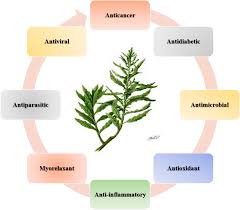 Image result for Dysphania procera