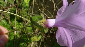 Image result for Ipomoea involucrata