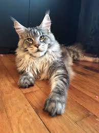 Find a maine coon on gumtree, the #1 site for cats & kittens for sale classifieds ads in the uk. Bar O Maine Coons Maine Coon Oklahoma