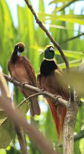 They tend to be few in number, elusive and difficult and expensive to find. Raggiana Bird Of Paradise Wikipedia