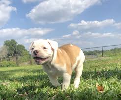 Located in the tampa bay area for over 24 years, all about puppies. American Bulldog Puppies For Sale Brandon Fl 327602